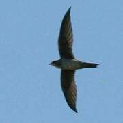 Mottled Swift