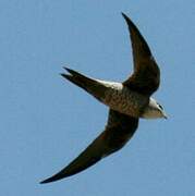 Mottled Swift