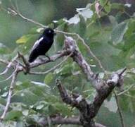 White-shouldered Black Tit