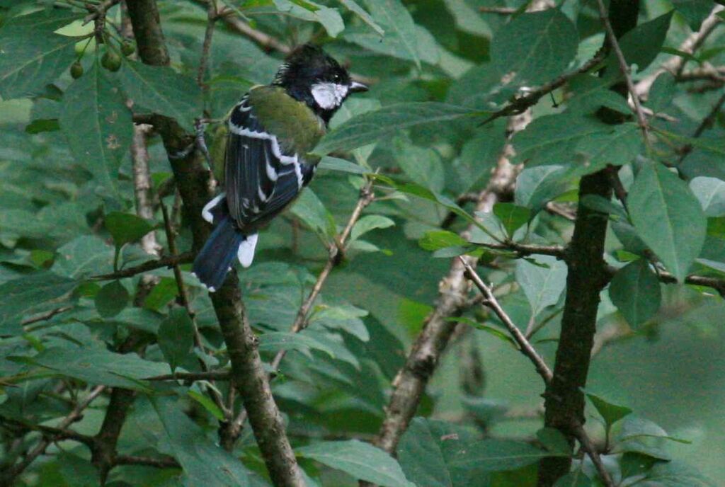 Green-backed Tit, identification