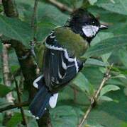 Green-backed Tit