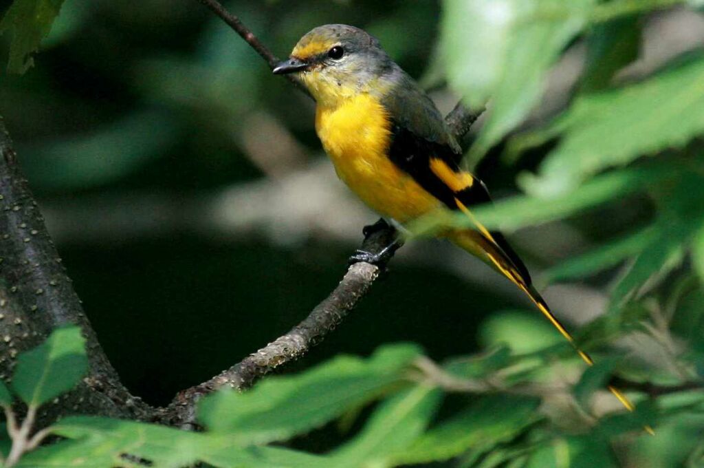 Minivet rouge femelle, identification