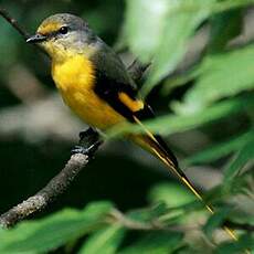 Minivet rouge