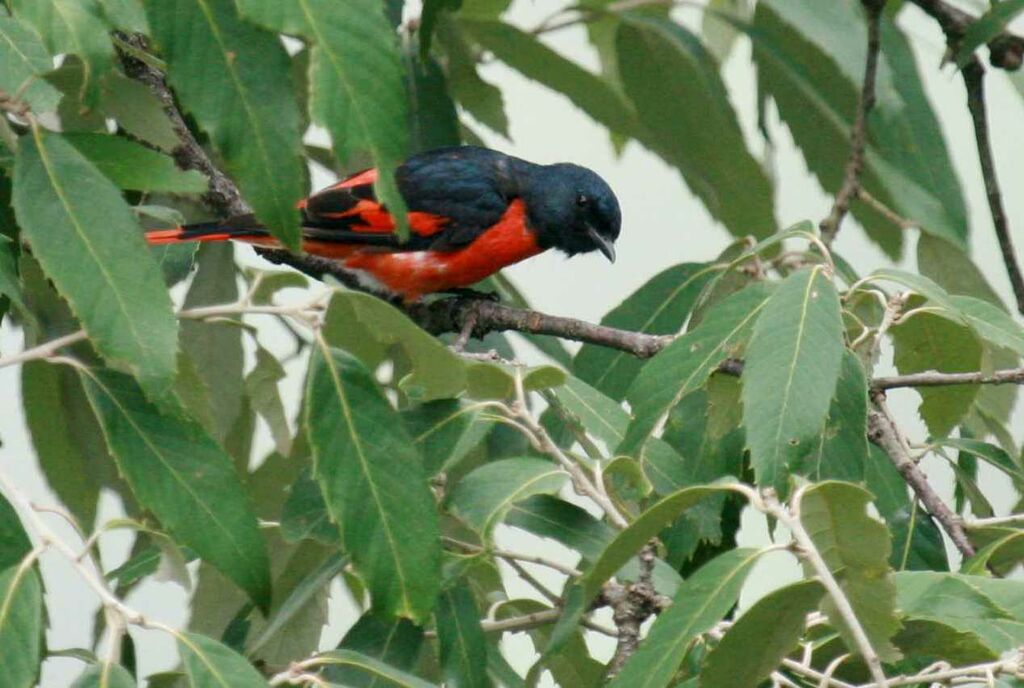 Minivet rouge mâle