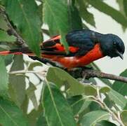 Minivet rouge