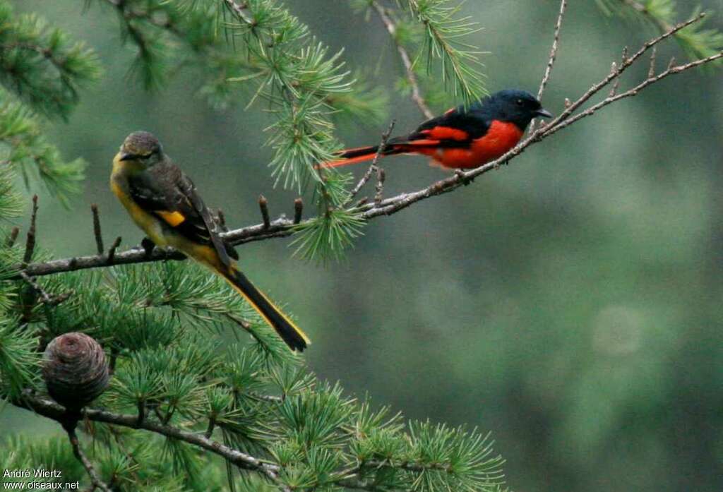 Minivet rougeadulte