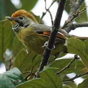 Bar-throated Minla