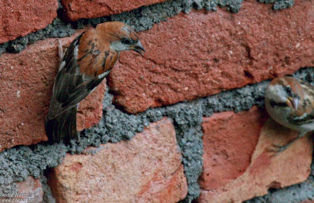 Russet Sparrow male adult, camouflage, pigmentation, Reproduction-nesting