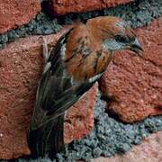 Russet Sparrow