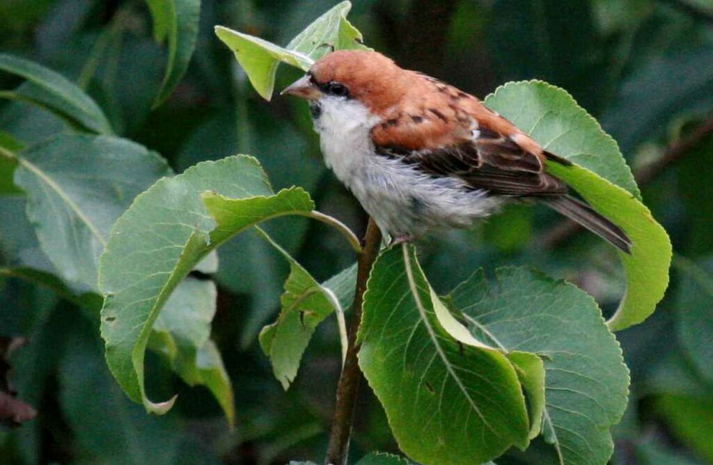 Russet Sparrow male, identification