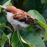 Russet Sparrow