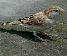 Russet Sparrow