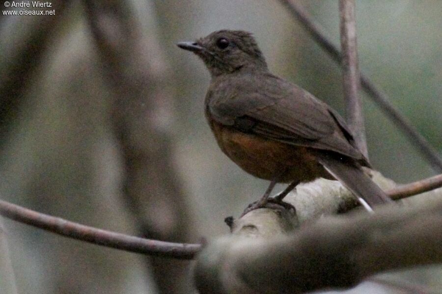 White-tailed Ant Thrush