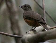 White-tailed Ant Thrush