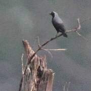 Grey-headed Nigrita