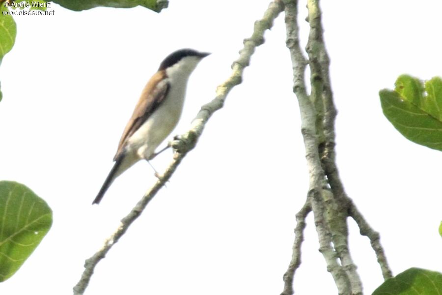 White-breasted Nigrita