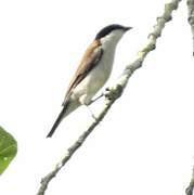 White-breasted Nigrita