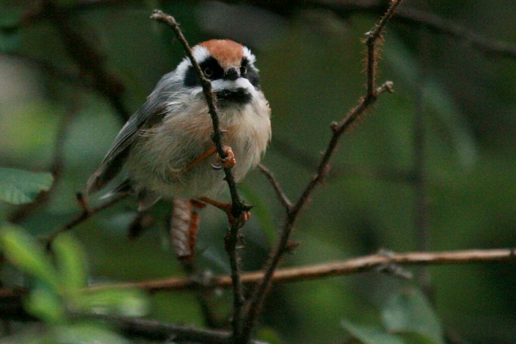 Black-throated Bushtit, identification