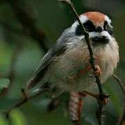 Black-throated Bushtit