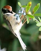 Black-throated Bushtit