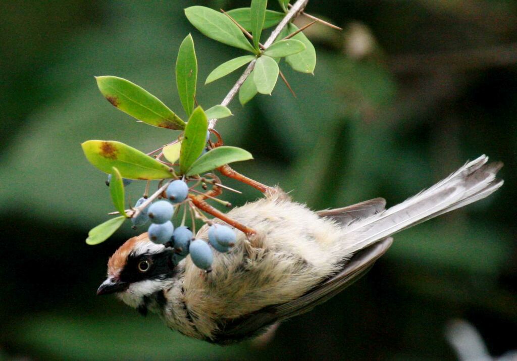 Black-throated Bushtit