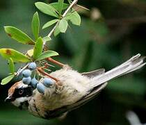 Black-throated Bushtit