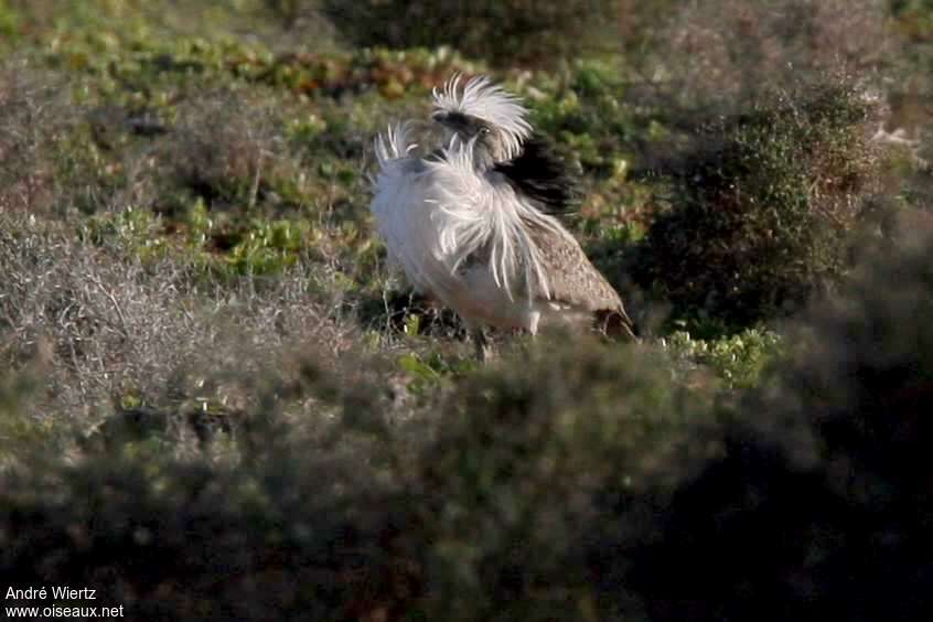 Houbara Bustard male adult breeding, pigmentation, courting display, Behaviour