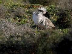 Houbara Bustard