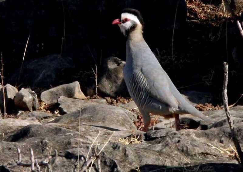 Arabian Partridge, identification