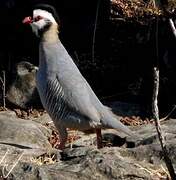 Arabian Partridge