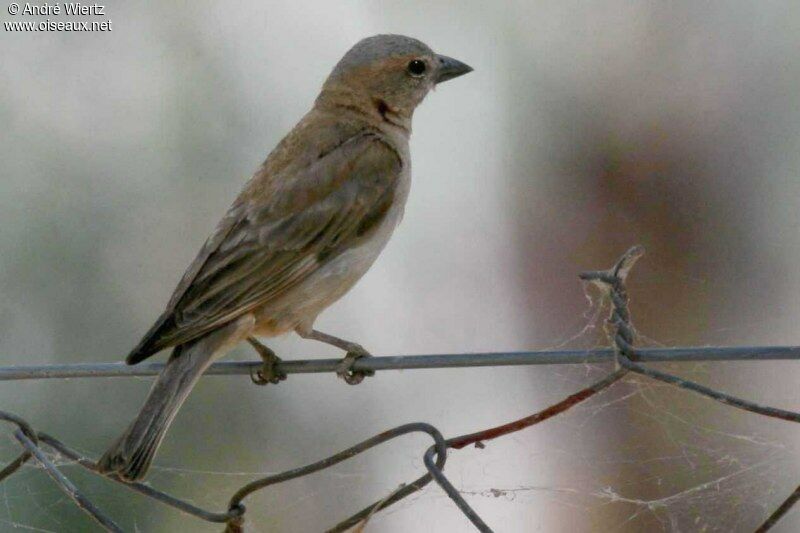 Petit Moineau