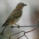 Petit Moineau
