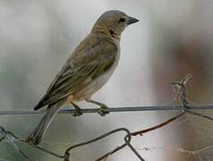 Sahel Bush Sparrow