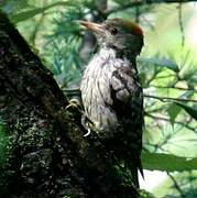 Brown-fronted Woodpecker