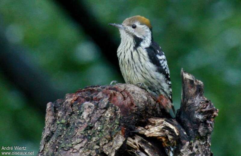 Brown-fronted Woodpecker female, identification
