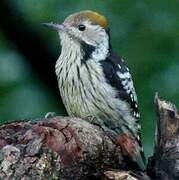 Brown-fronted Woodpecker