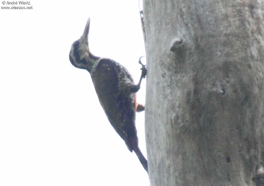 Fire-bellied Woodpecker