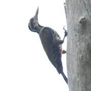 Fire-bellied Woodpecker