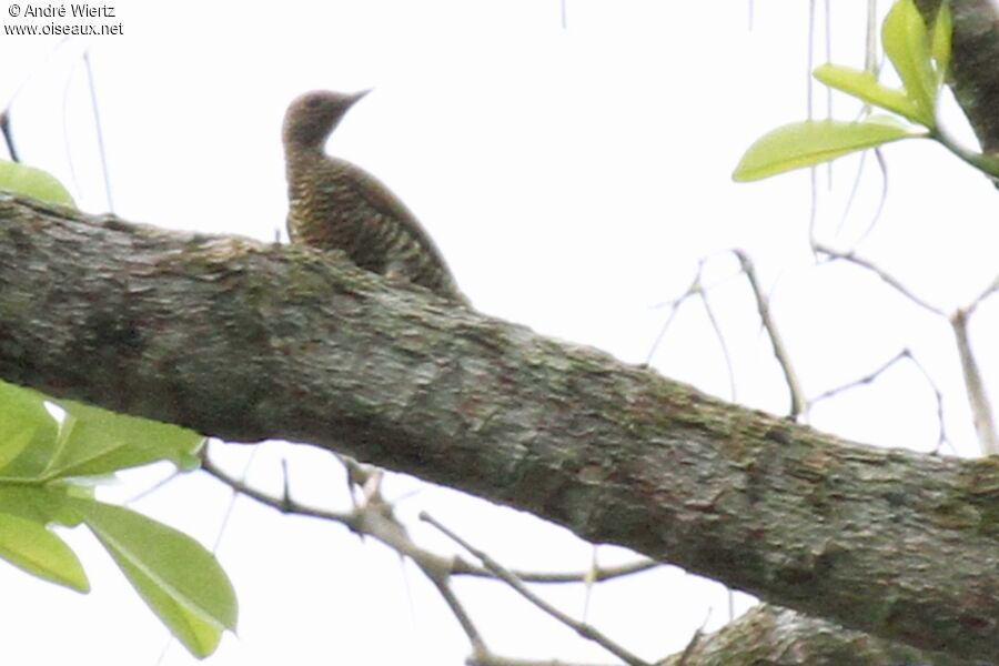 Little Green Woodpecker