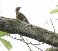 Little Green Woodpecker