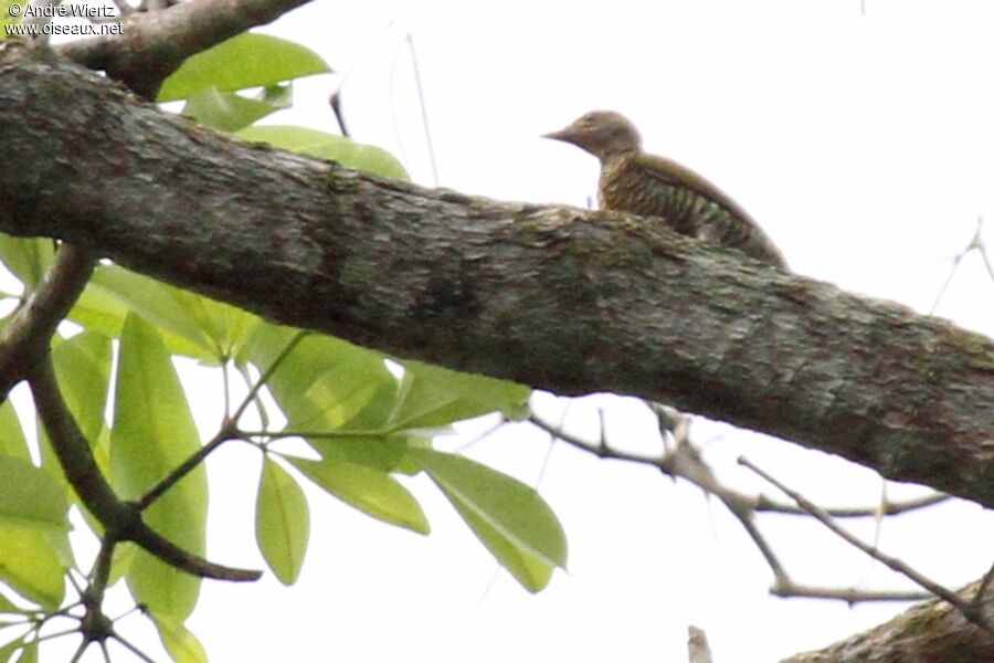 Little Green Woodpecker