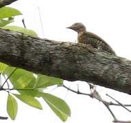 Little Green Woodpecker