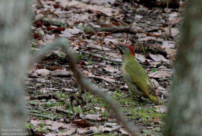 Levaillant's Woodpecker male adult, habitat, pigmentation, fishing/hunting