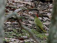 Levaillant's Woodpecker