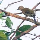 Pic tacheté