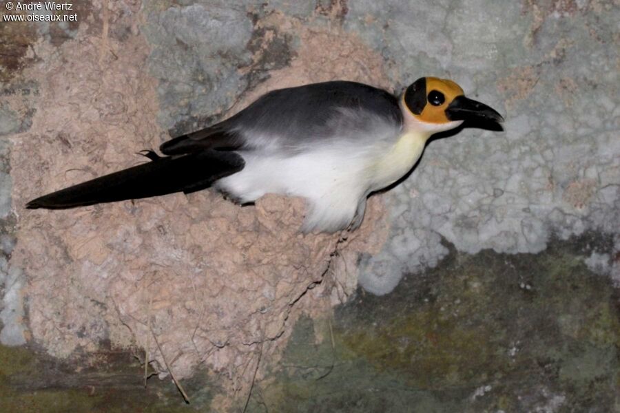 White-necked Rockfowl