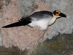 White-necked Rockfowl