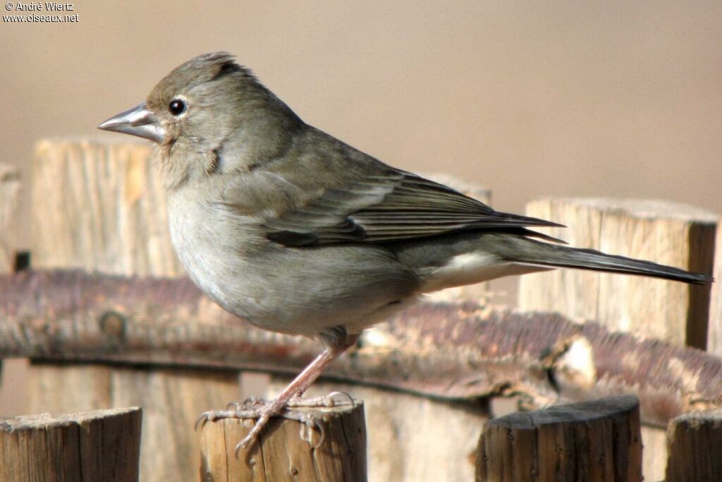 Tenerife Blue Chaffinch female