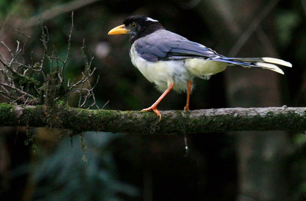 Yellow-billed Blue Magpie