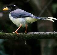 Yellow-billed Blue Magpie